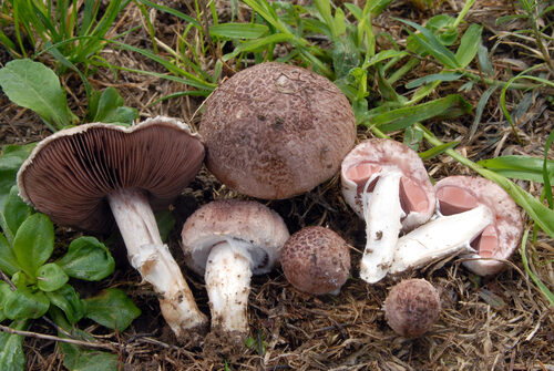 Agaricus cupreobrunneus