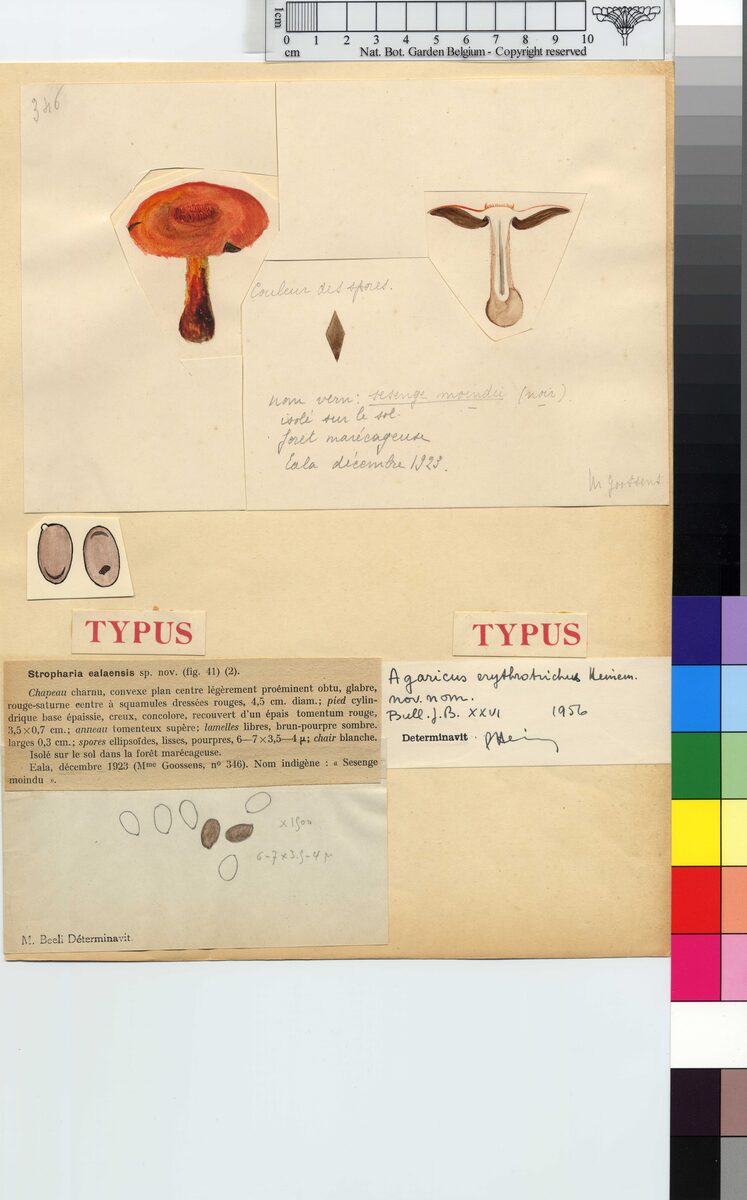 Agaricus erythrotrichus — photo