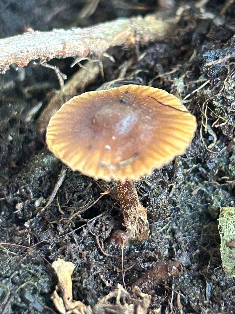 Agaricus rubellus