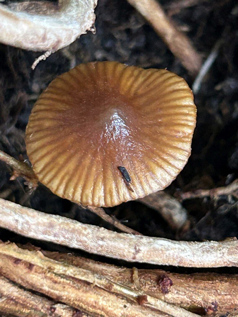 Agaricus rubellus — photo