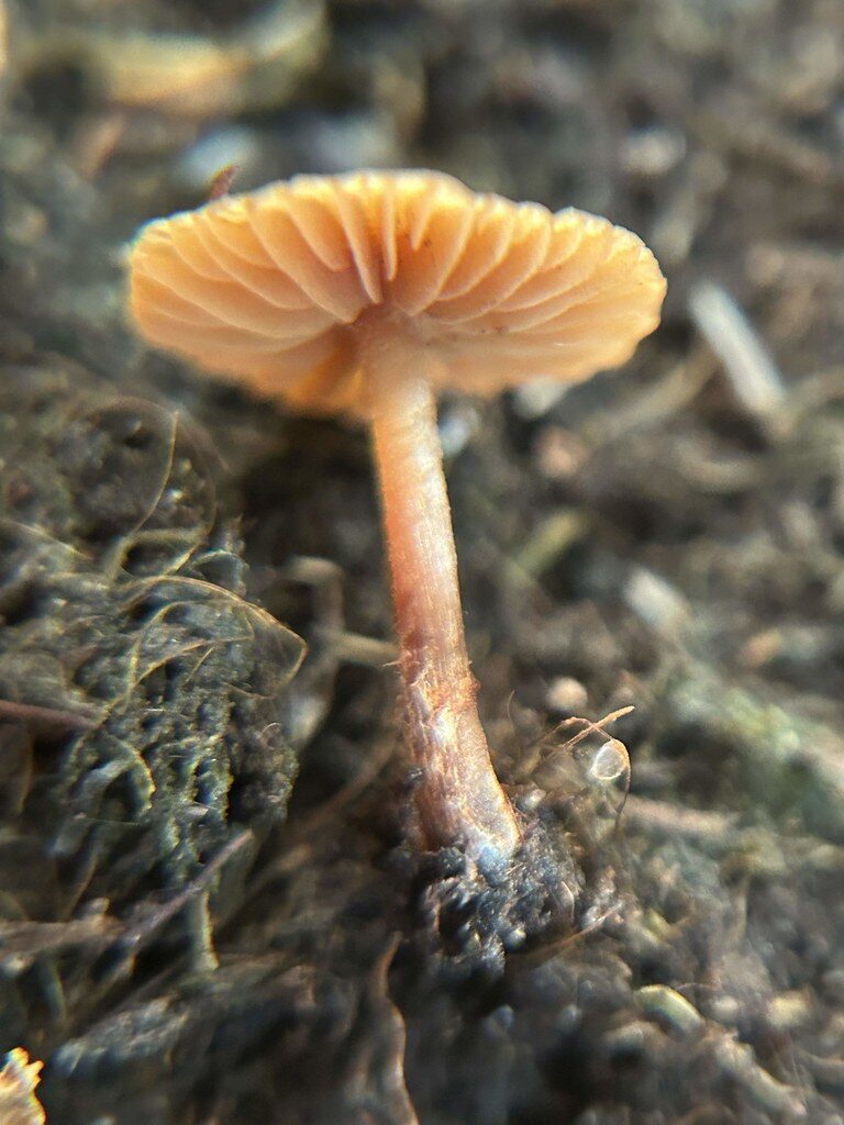 Agaricus rubellus — photo