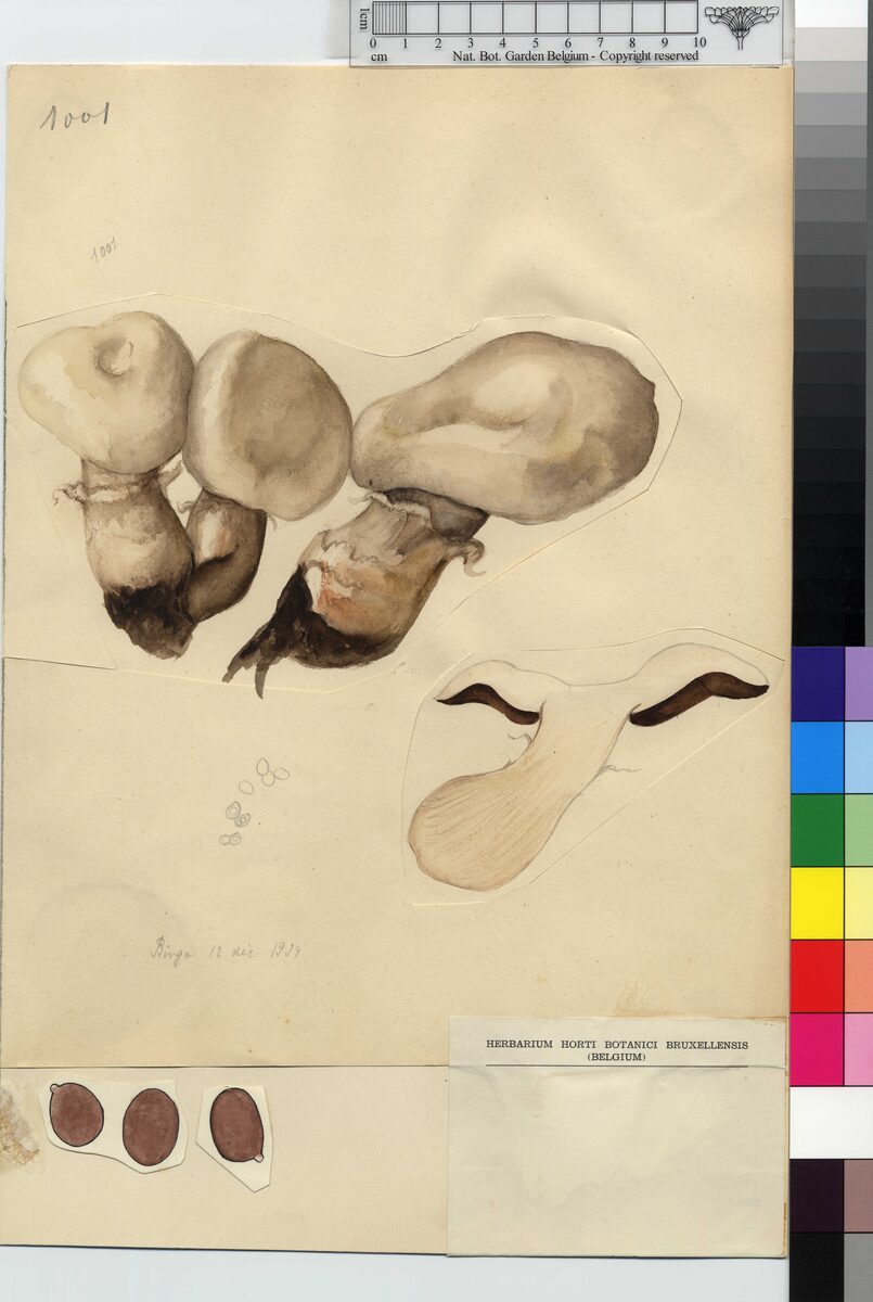 Agaricus subedulis — photo