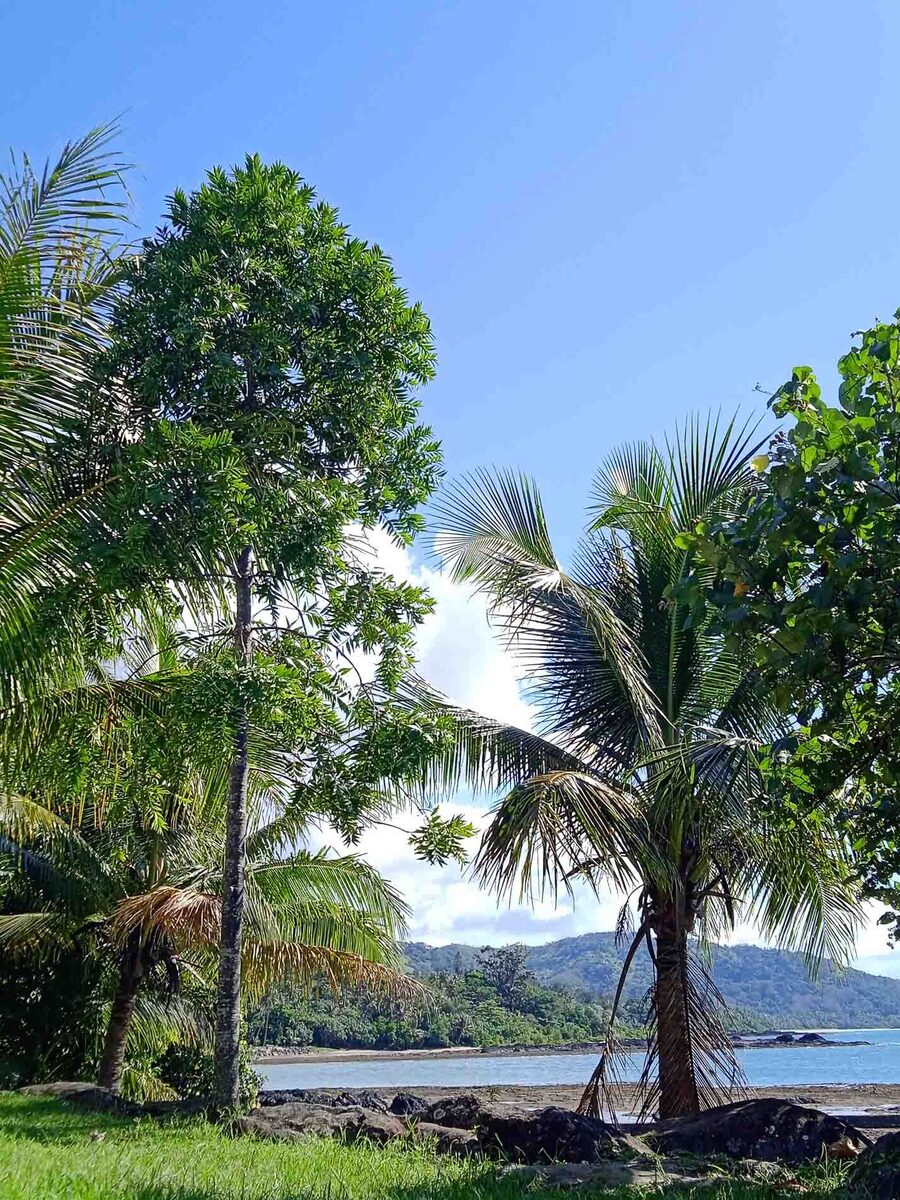 Agathis moorei - (Lindl.) Mast. (Pacific Kauri) — photo