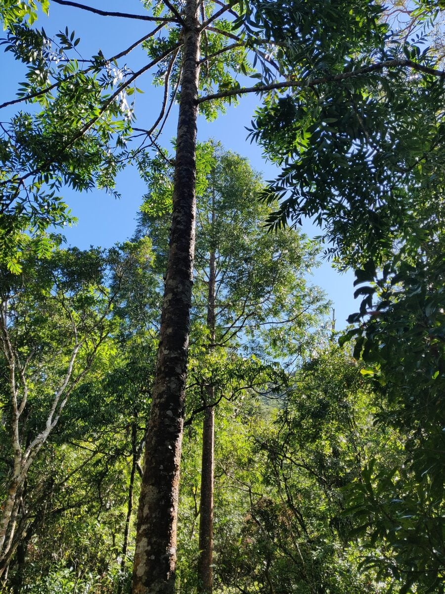 Agathis moorei - (Lindl.) Mast. (Pacific Kauri) — photo