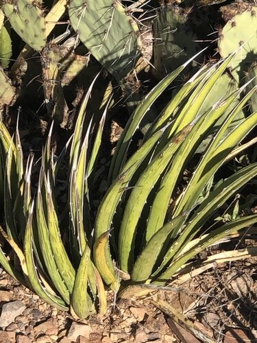 Agave lechuguilla (Ixtle) — photo