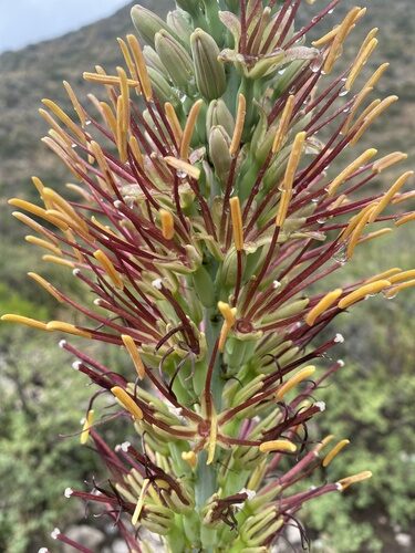 Agave lechuguilla (Ixtle) — photo