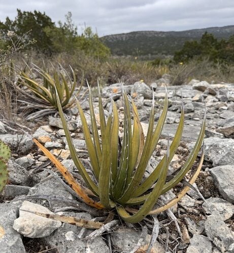 Agave lechuguilla