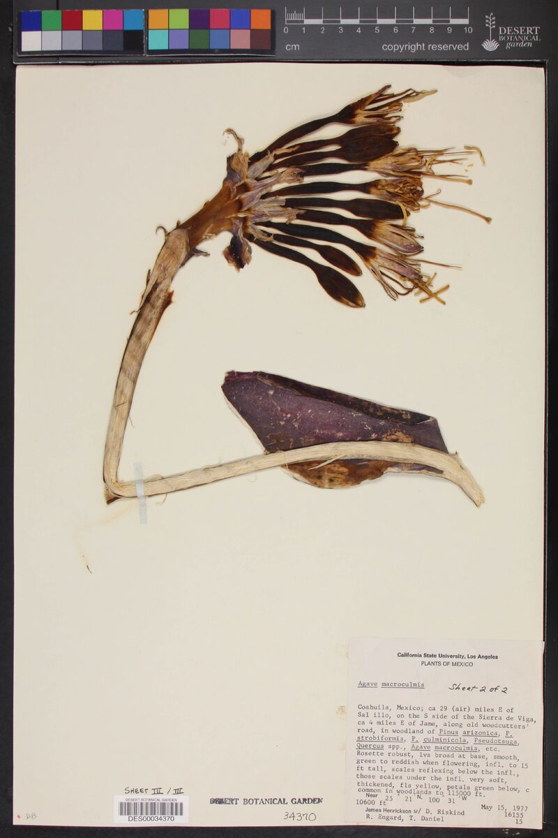 Agave macroculmis — photo