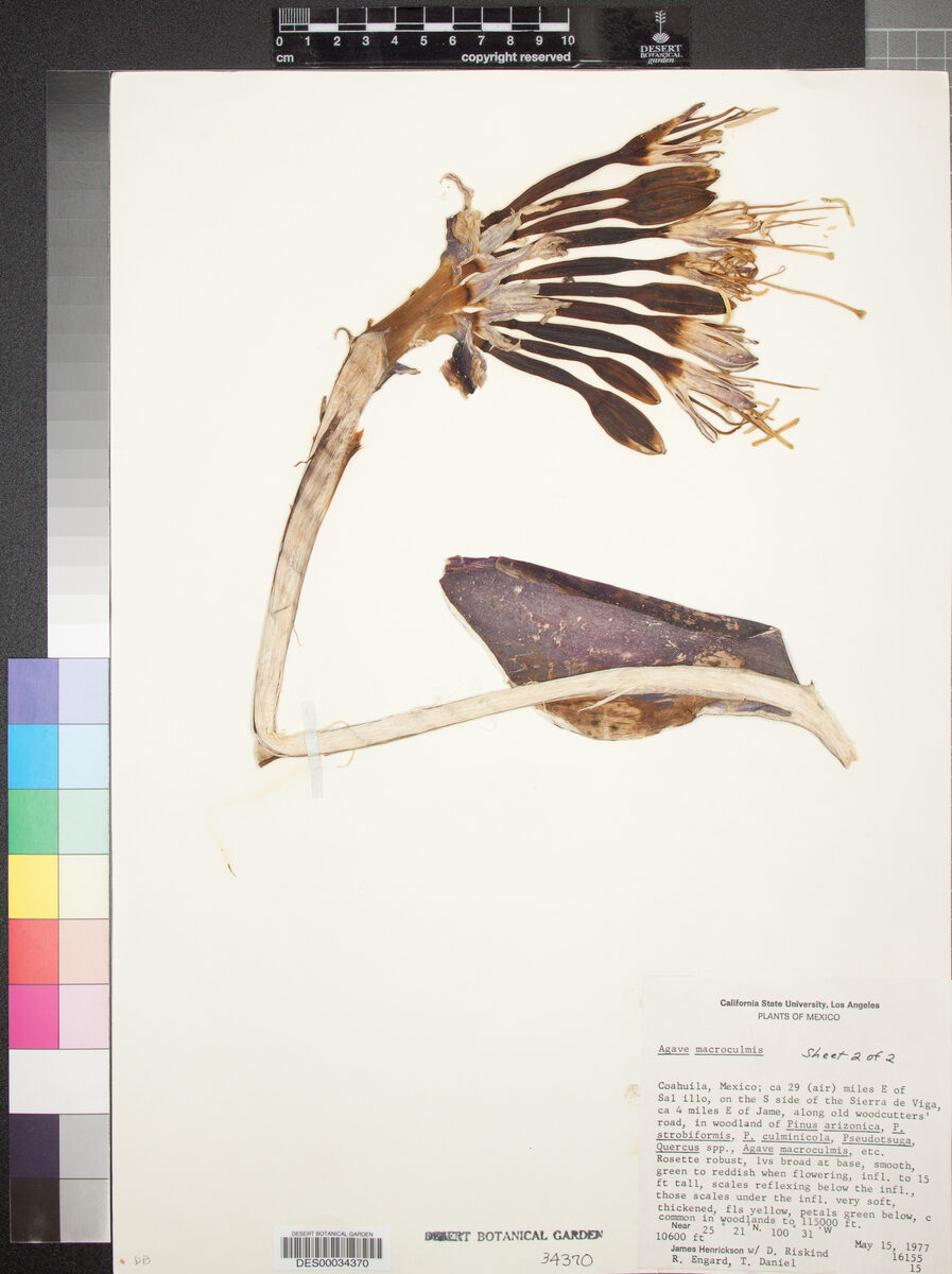 Agave macroculmis — photo