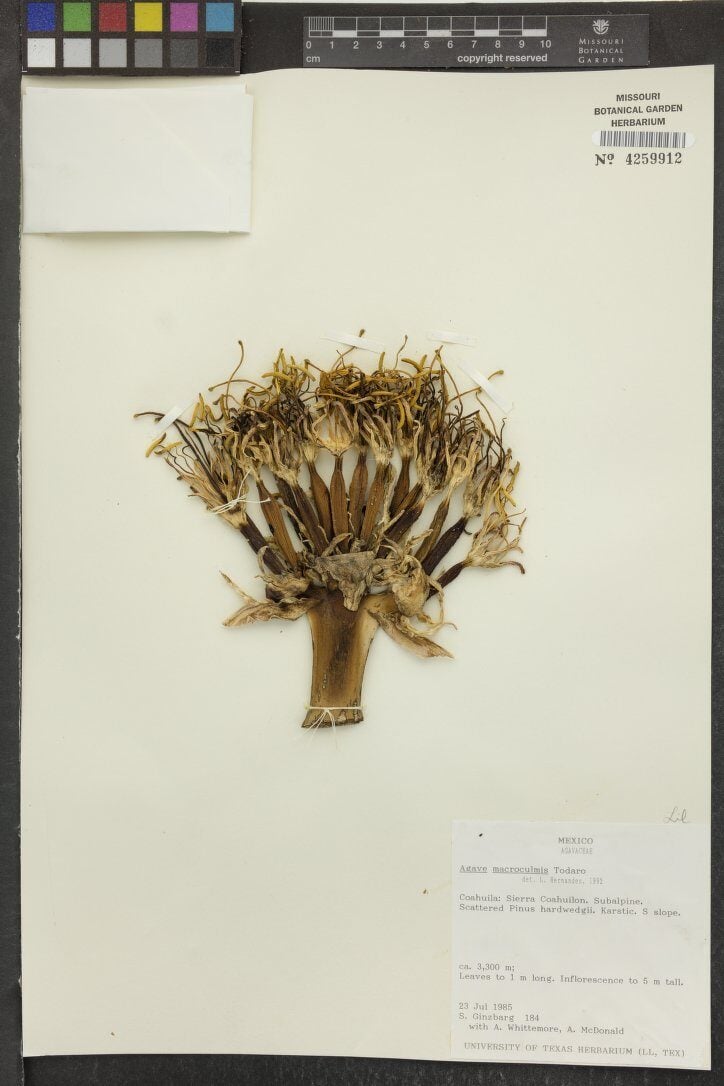 Agave macroculmis