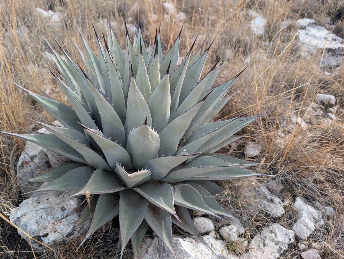 Agave parryi subsp. neomexicana — photo