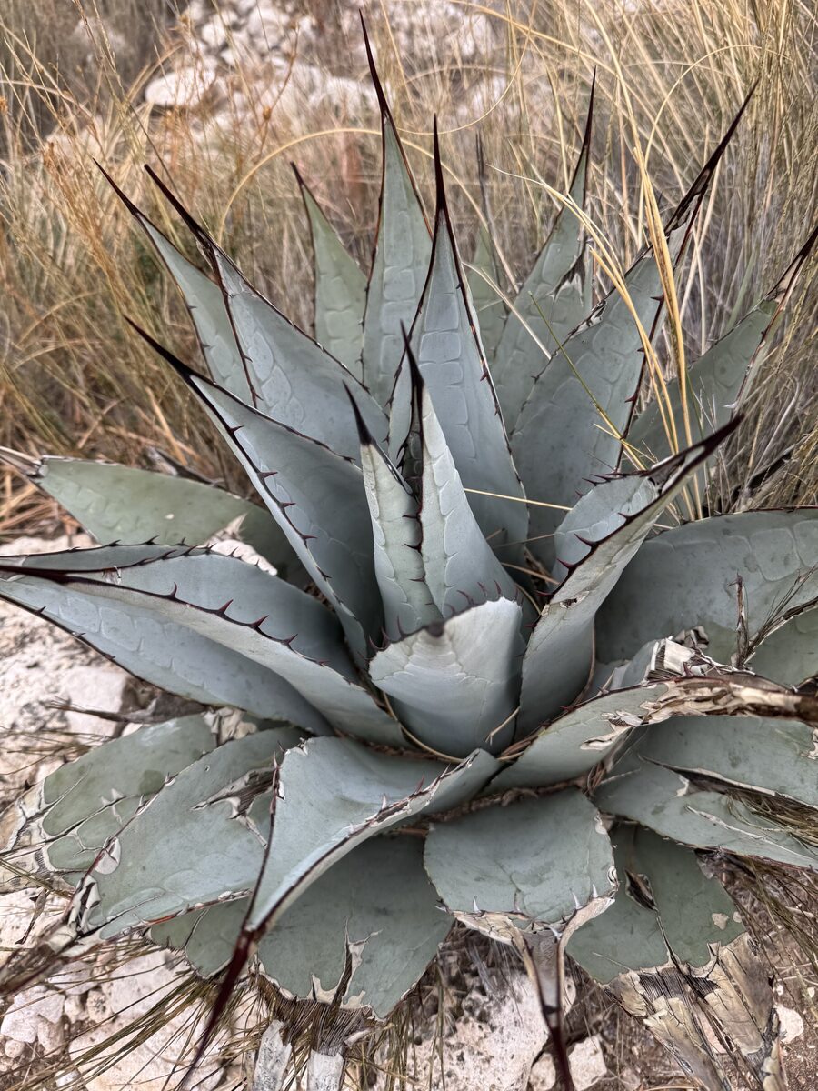 Agave parryi subsp. neomexicana — photo