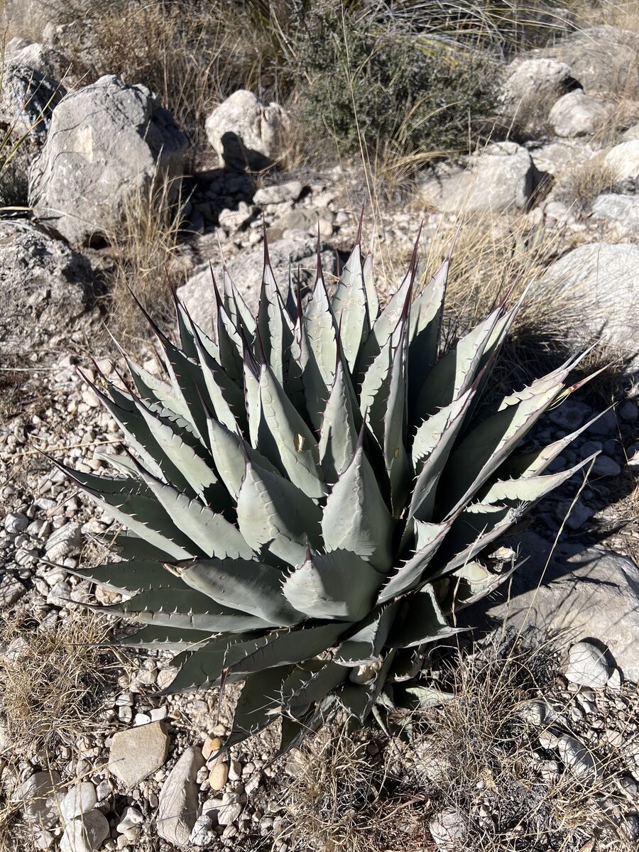 Agave parryi subsp. neomexicana