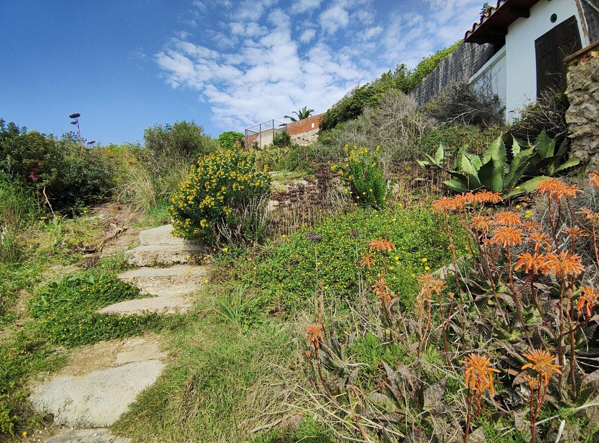 Agave salmiana var. ferox (Giant agave) — photo