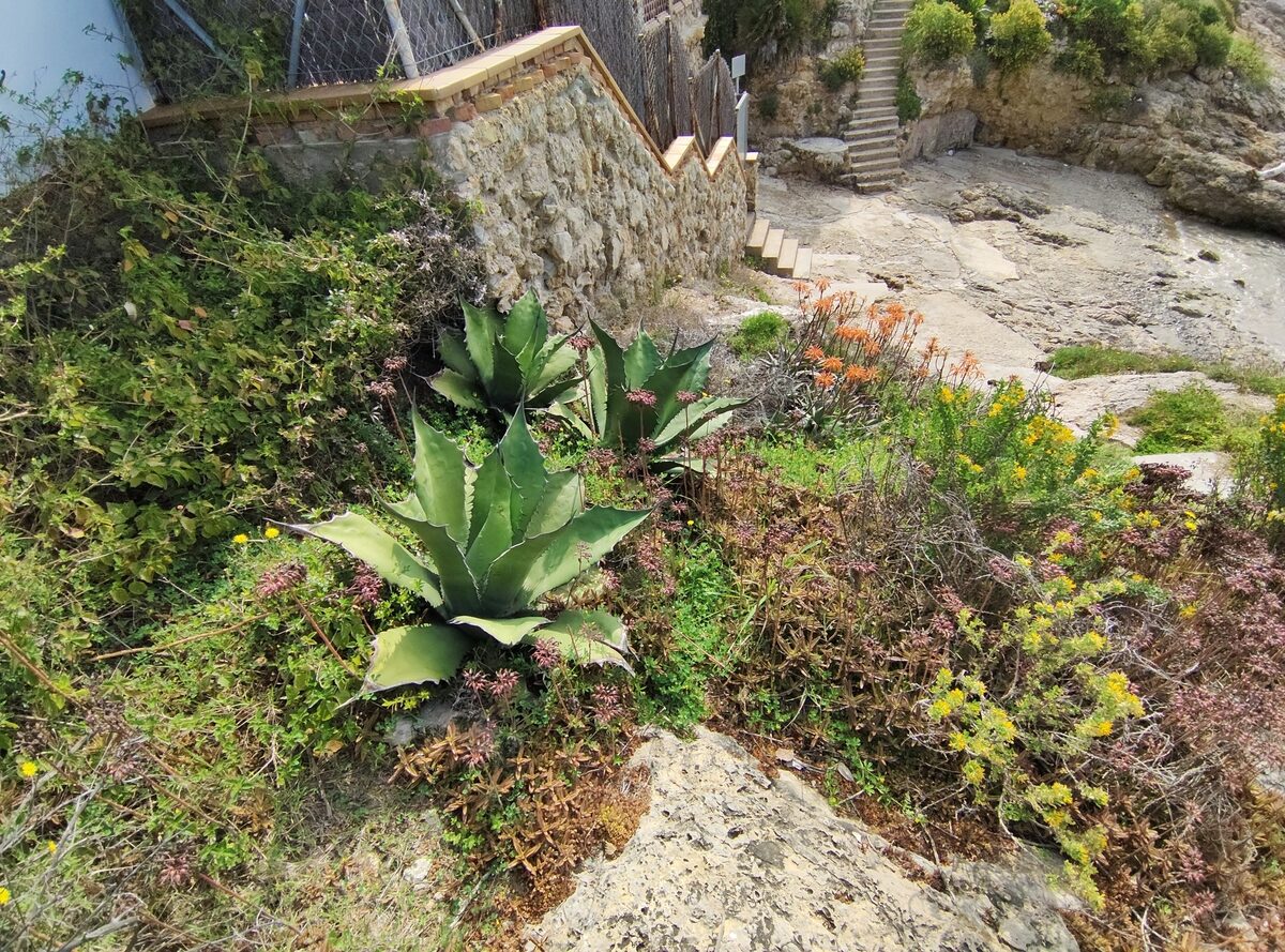 Agave salmiana var. ferox (Giant agave) — photo