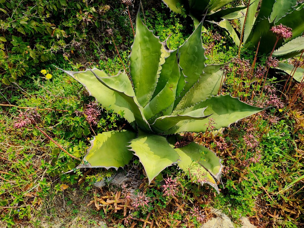 Agave salmiana var. ferox