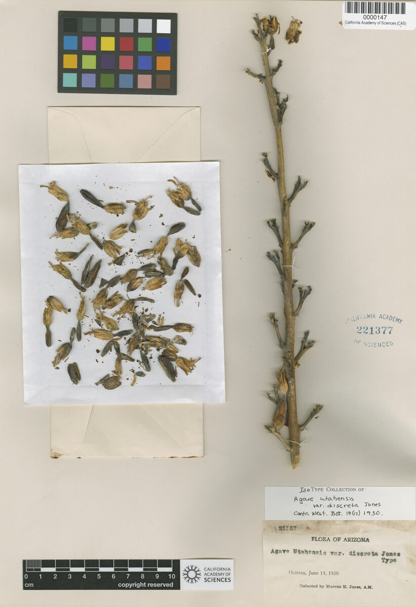 Agave utahensis discreta (Century Plant) — photo