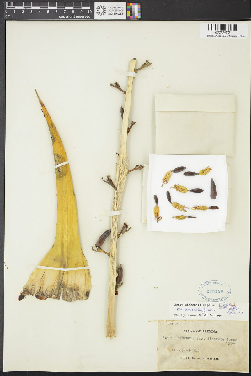 Agave utahensis discreta (Century Plant) — photo
