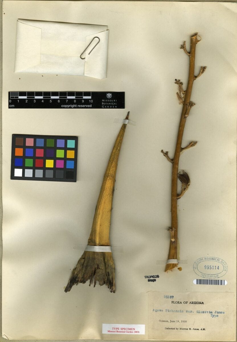 Agavaceae