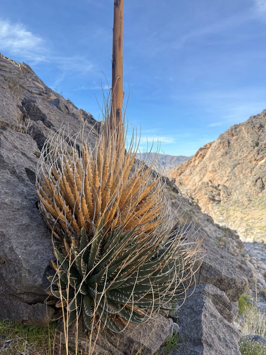 Agave utahensis eborispina - (Hester.)Breitung. (Century Plant) — photo