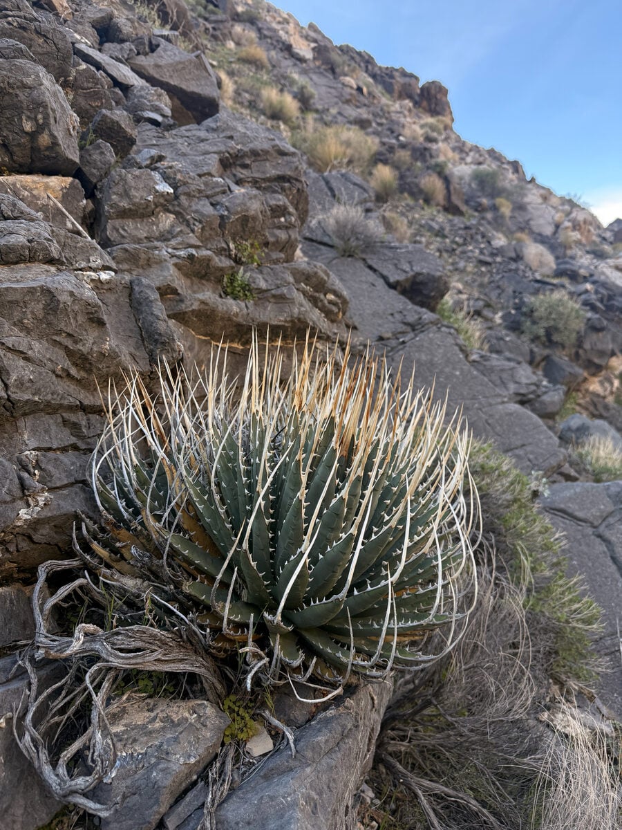 Agave utahensis eborispina - (Hester.)Breitung.
