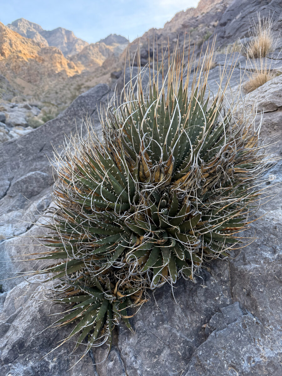 Agave utahensis var. eborispina (Century plant) — photo