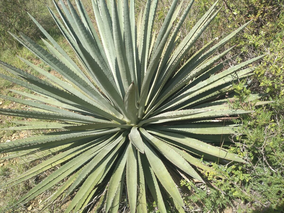 Agave vivipara var. rubescens — photo
