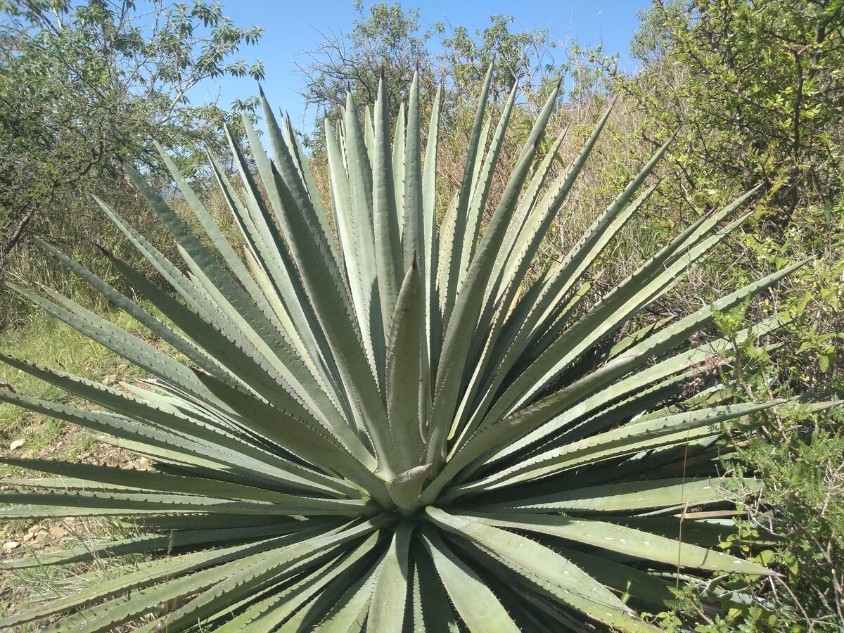 Agave vivipara var. rubescens — photo