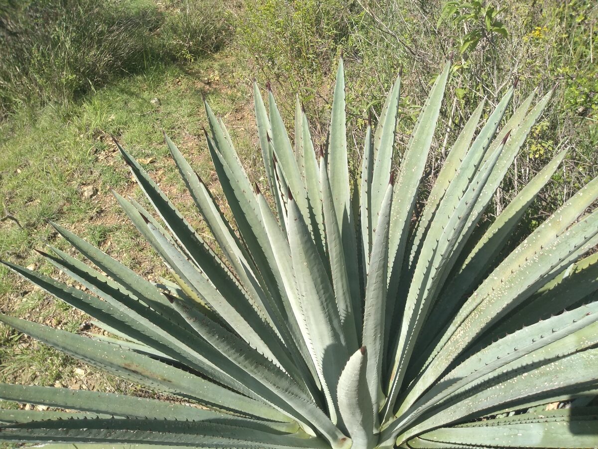 Agave vivipara var. rubescens