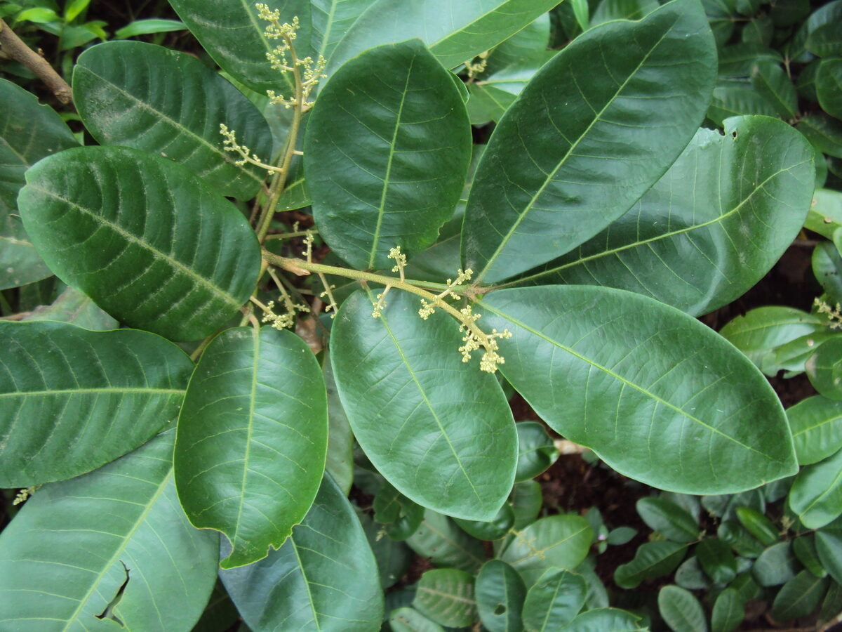 Aglaia coriacea