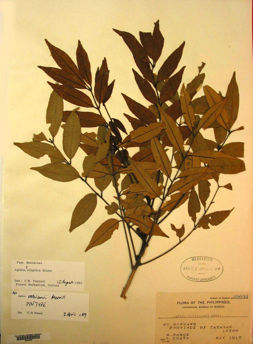 Aglaia elliptica (Malatumbaga) — photo