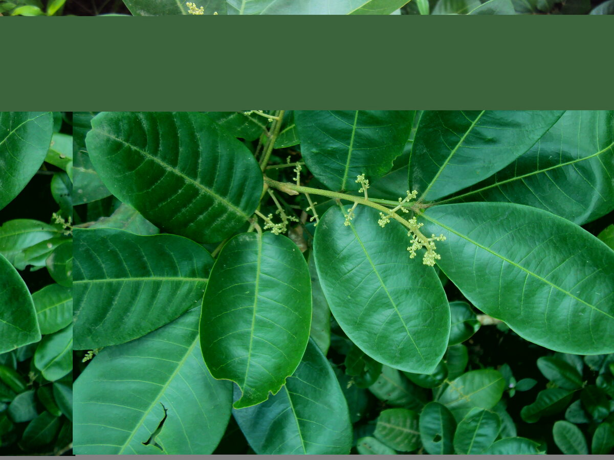Aglaia perviridis