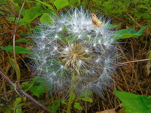 Agoseris retrorsa (Spearleaf Agoseris) — photo