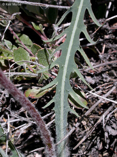 Agoseris retrorsa (Spearleaf Agoseris) — photo