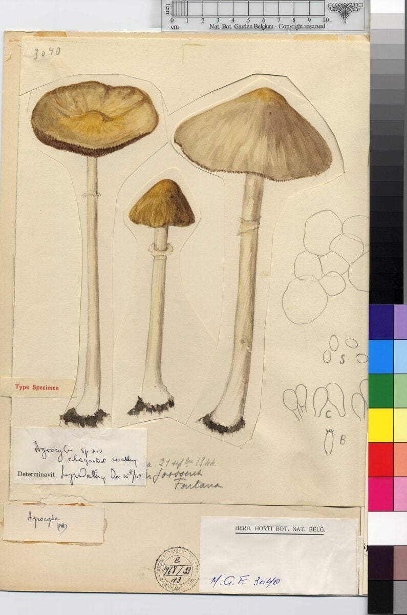 Agrocybe elegantior