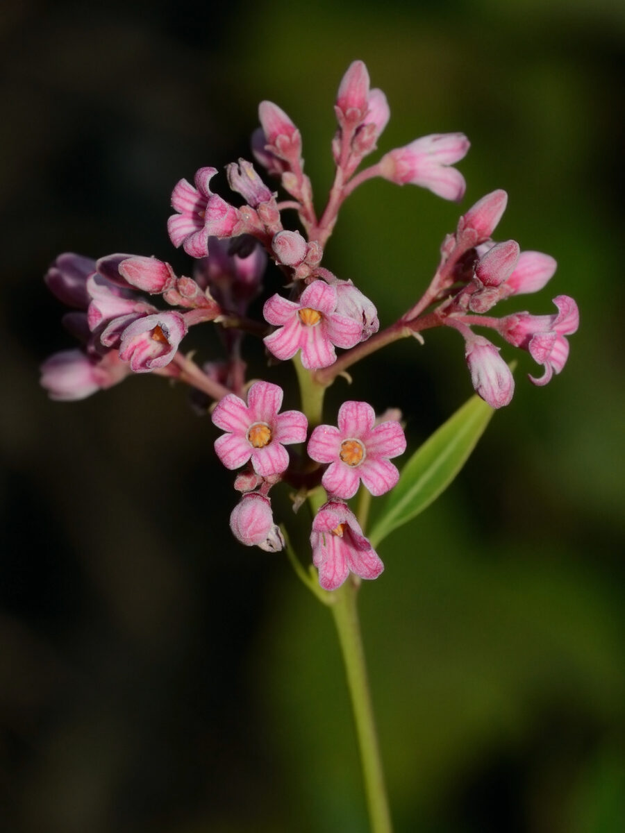 Alafia lucida