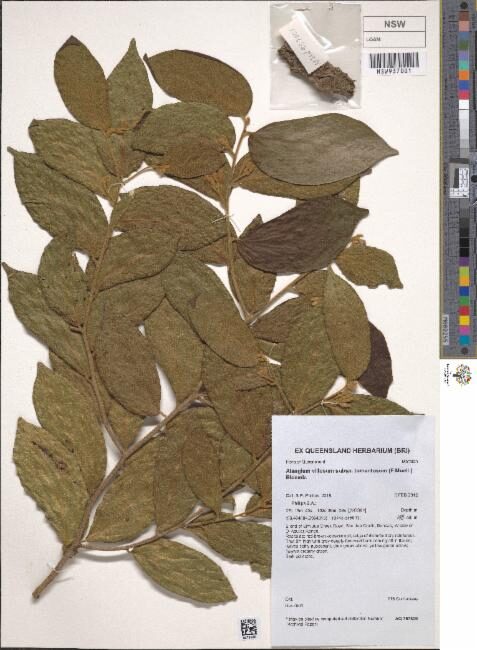 Alangium villosum subsp. tomentosum — photo