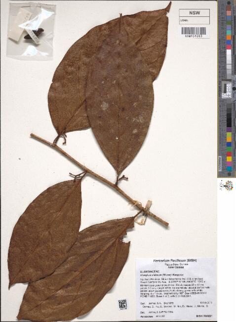 Alangium villosum subsp. tomentosum