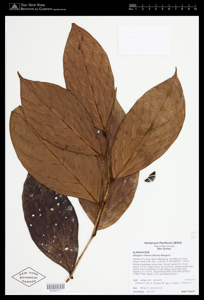 Alangium villosum subsp. vitiense (Musk tree) — photo