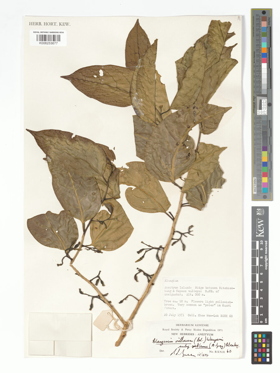 Alangium villosum subsp. vitiense (Musk tree) — photo