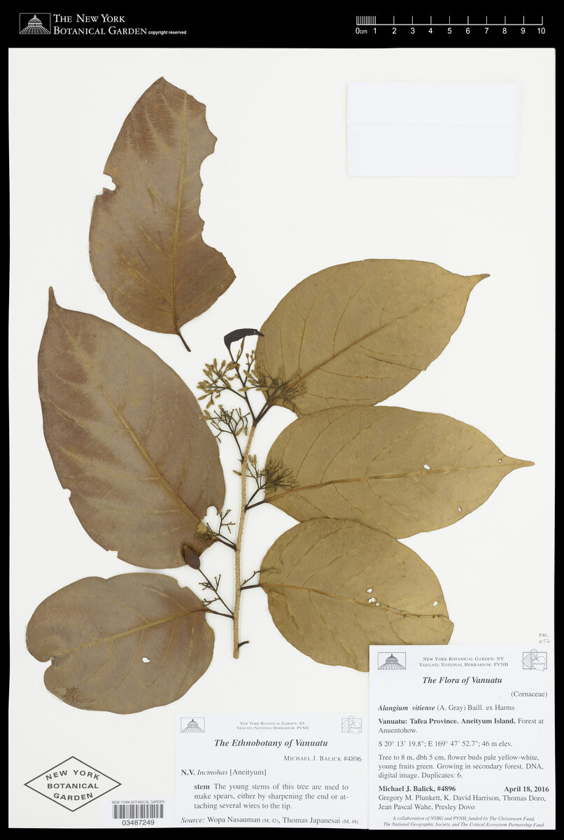 Alangium villosum subsp. vitiense