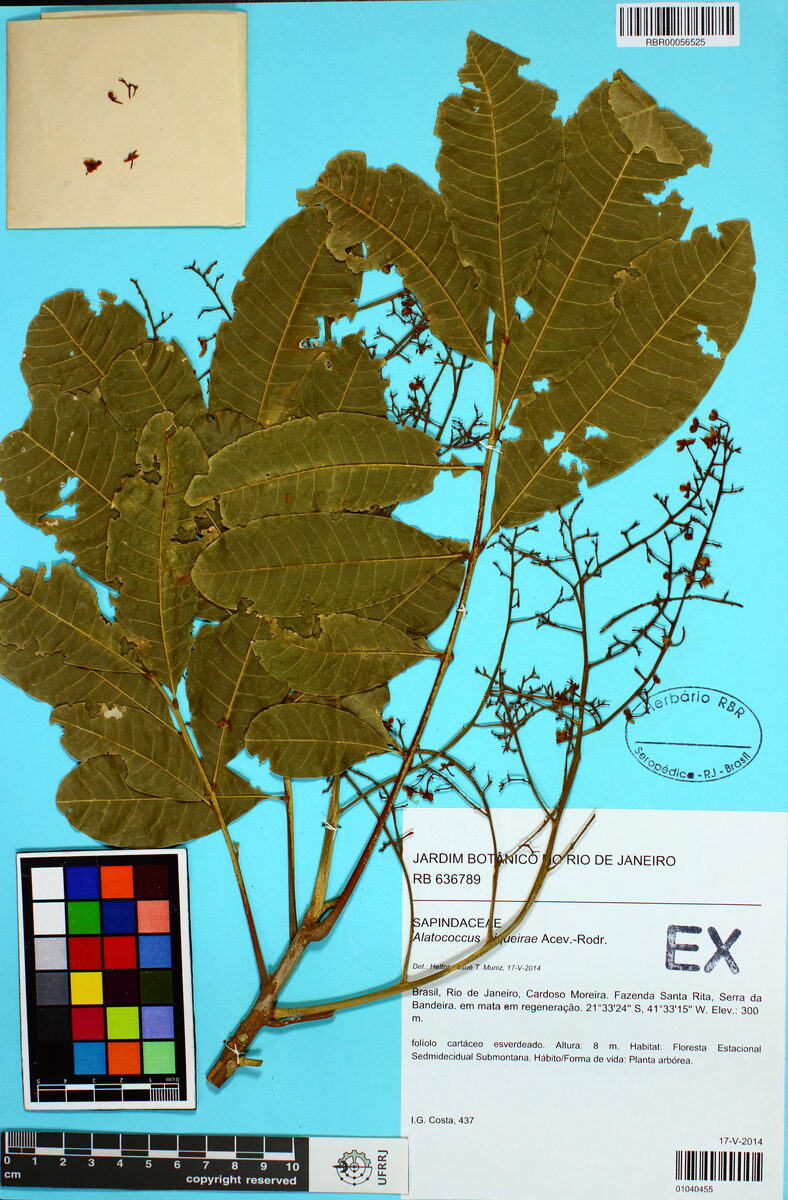 Alatococcus sp. (Castanha-incoe) — photo