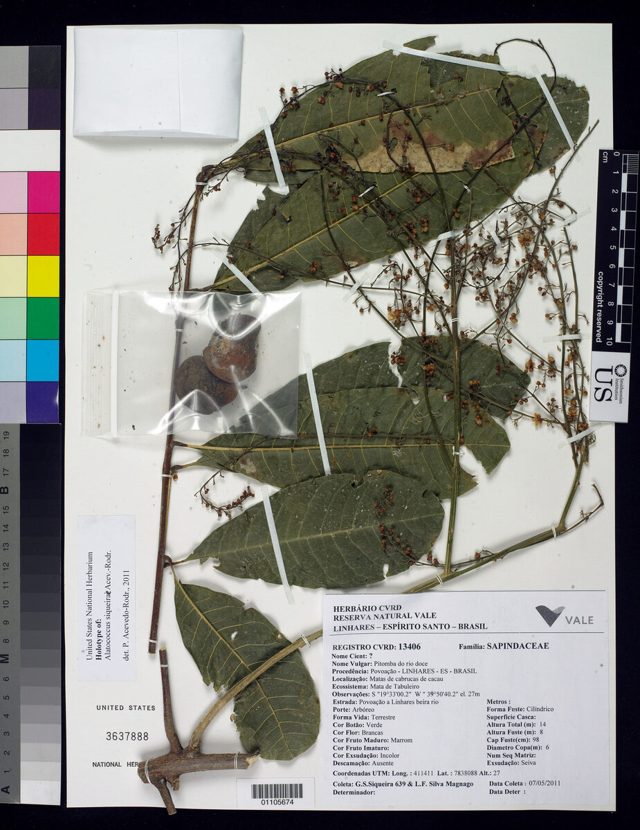 Alatococcus sp. (Castanha-incoe) — photo