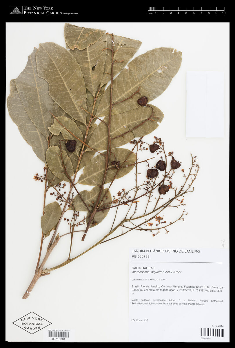 Alatococcus sp.