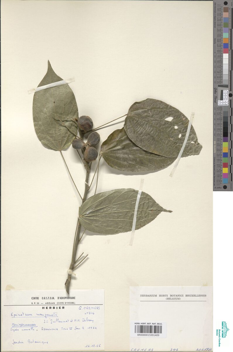 Albertisia mangenotii