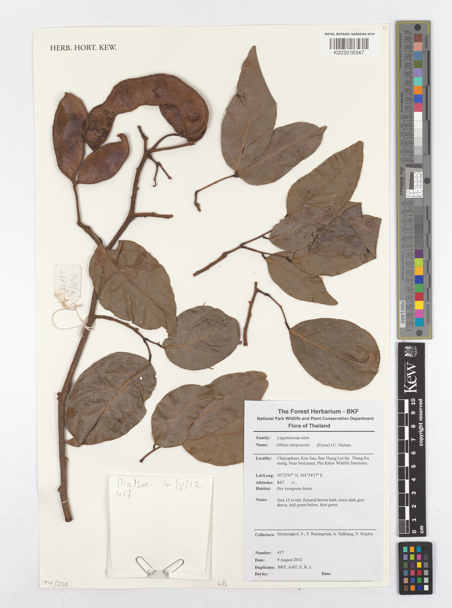 Albizia attopeuensis (Cam lao) — photo