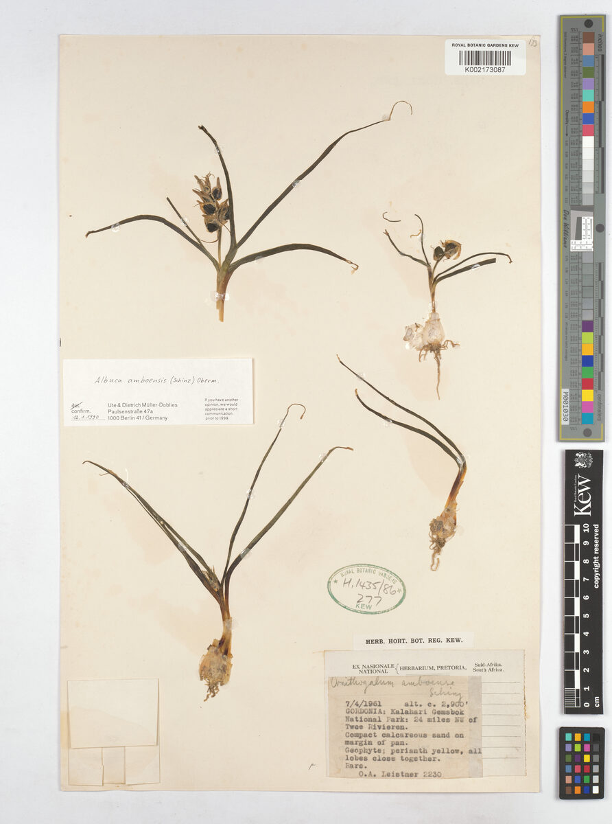 Albuca amboensis — photo