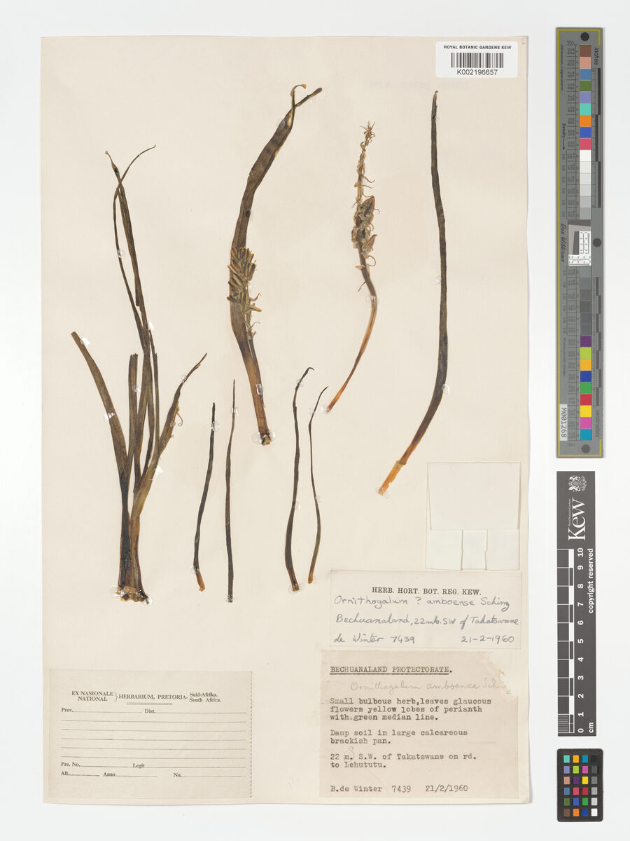 Albuca amboensis — photo