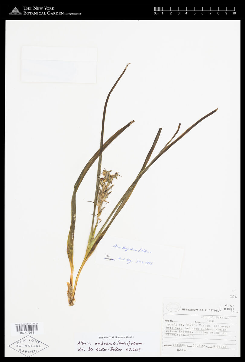 Albuca amboensis