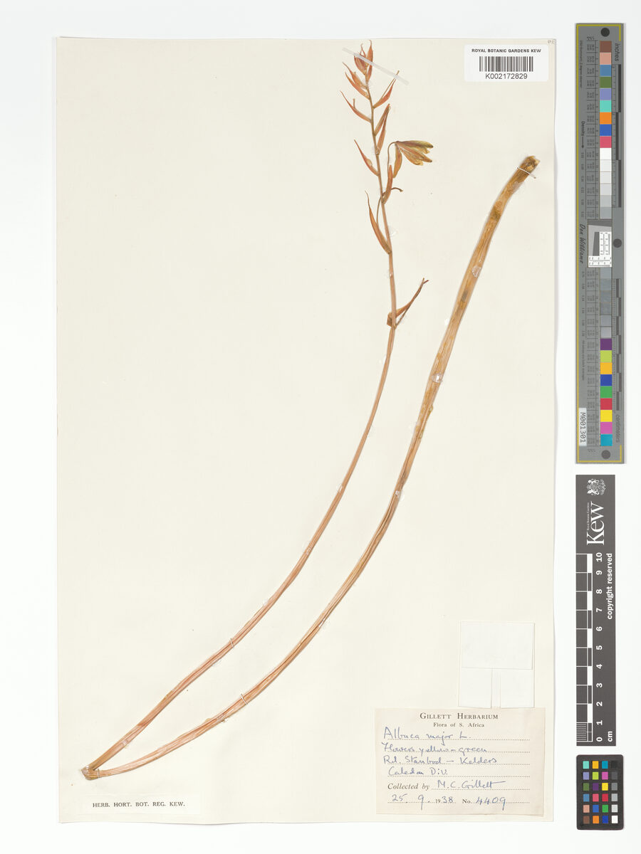 Albuca major (Slime Lily) — photo